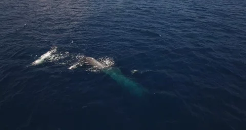 Whale Video stock 172160574