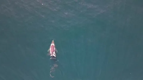 Whale Stock Footage 247479804