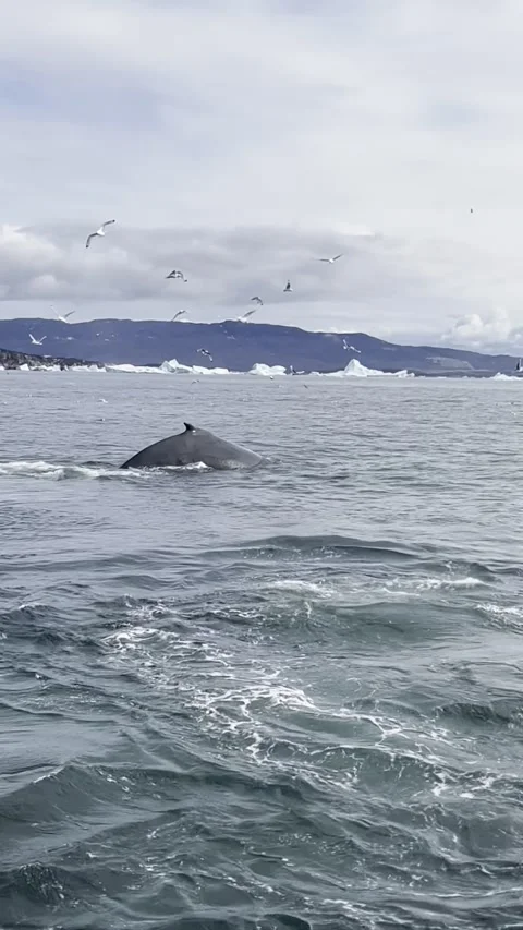 Whale Stock Footage 293222011