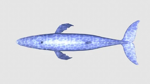 Whale Stock Footage 297731554