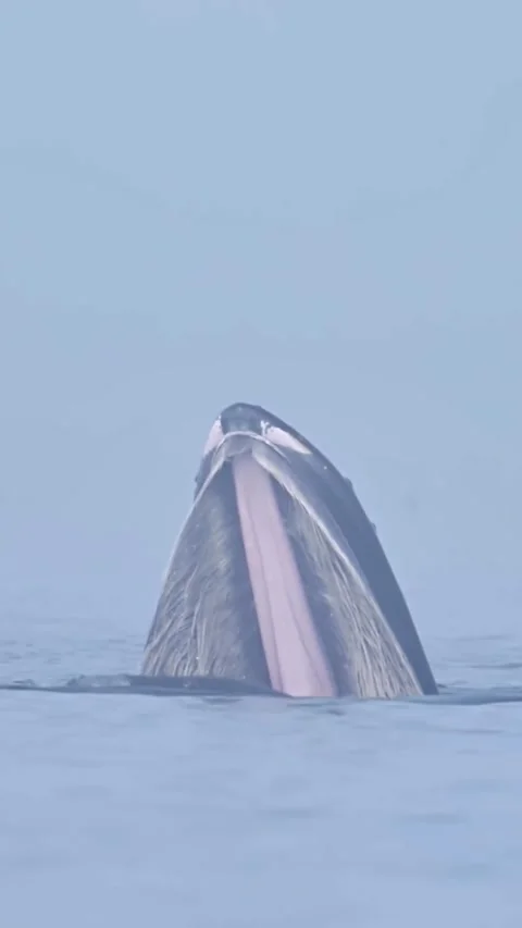 Whale Stockbeeldmateriaal 331093844