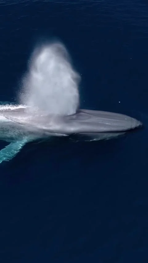 Whale Stockbeeldmateriaal 331093859