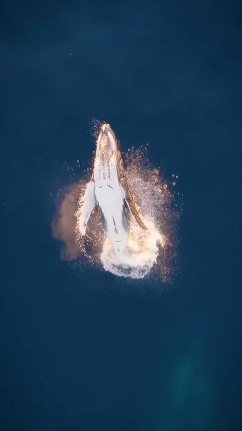 Whale Stockbeeldmateriaal 331093860