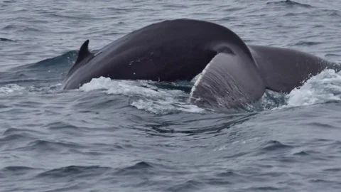 Whale going for a deep dive in slow motion Stock Footage 80164172