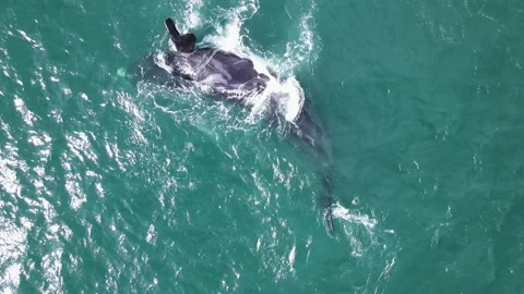 Whale got deformed flipper does body roll onto back, perky calf alongside; Stock Footage 205114497