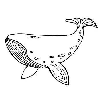 Whale hand drawn vector illustration Stock Illustration