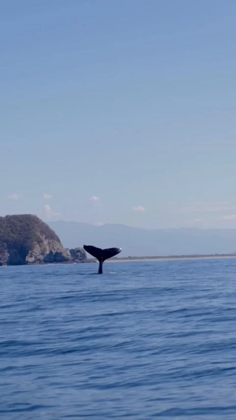 Whale hitting the water with its tail in the sea Stock Footage 231348343