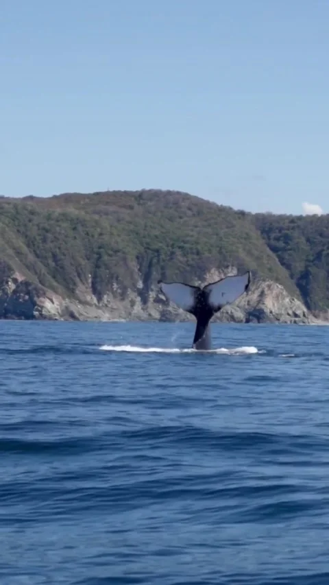Whale hitting the water with its tail in the sea Stock Footage 231348352