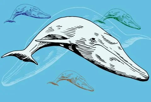Whale Stock Illustration