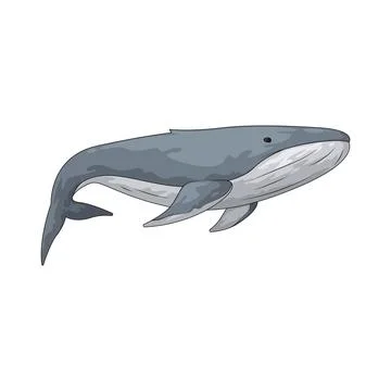 Whale illustration Ilustración de archivo