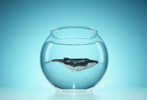 Whale inside a fish bowl . Illustrazione stock