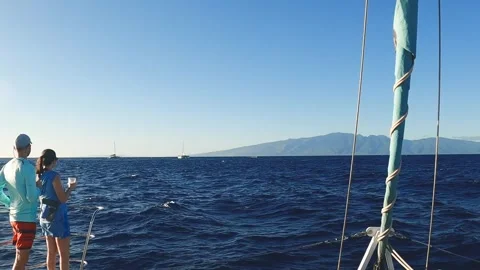 Whale jump Stock Footage 243957725