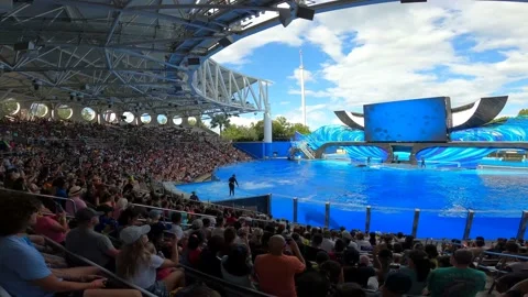 Whale jumping up Stock Footage 162871426
