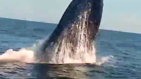 Whale jumping out of the water with acrobatics and spray Stock Footage 85066717
