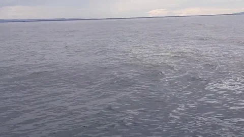 Whale jumps out of Stock Footage 118283912