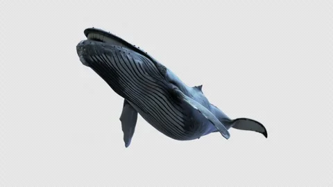 Whale low angle 2 pond Video stock 253572811