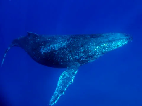 Whale Migration Foto stock