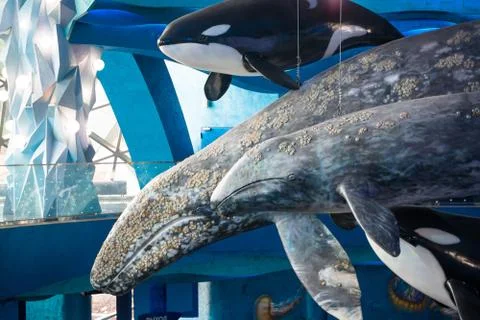 Whale models hanging from ceiling. Stock Photos