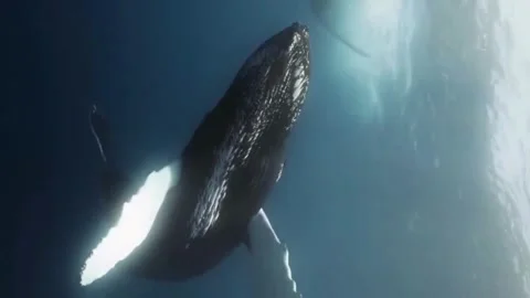 Whale Moving Flippers  Stock Footage 247121767
