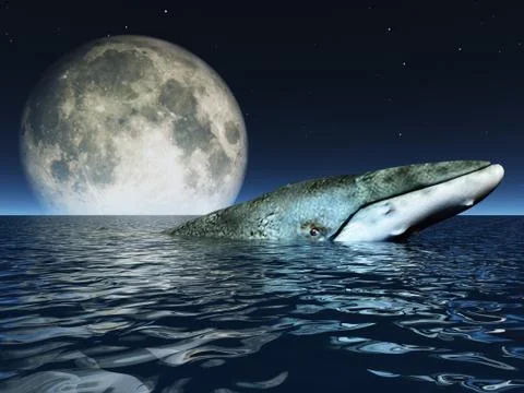 Whale on oceans surface with full moon Stock Illustration