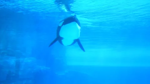 Whale Orca 02sv Stock Footage 46306903