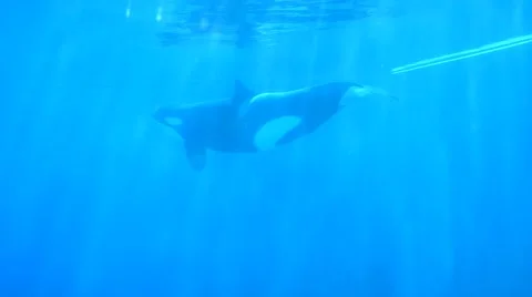 Whale Orca 03sv Stock Footage 46306610