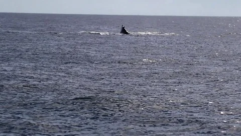 Whale peck slap, flipper, tail slap, lobtail, tail throw, Stock Footage 78073705