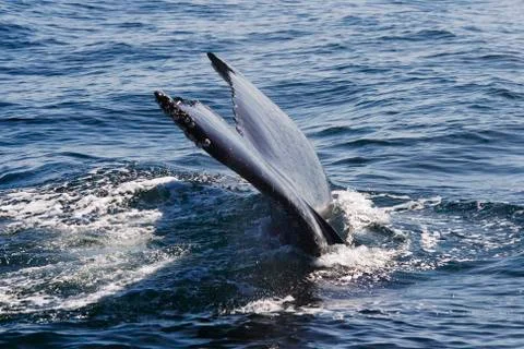 Whale Stock Photos
