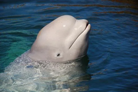 Whale Stock-Fotos