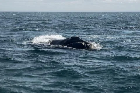 Whale Stock Photos