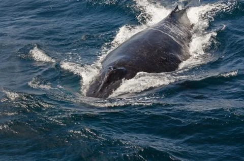 Whale Stock Photos