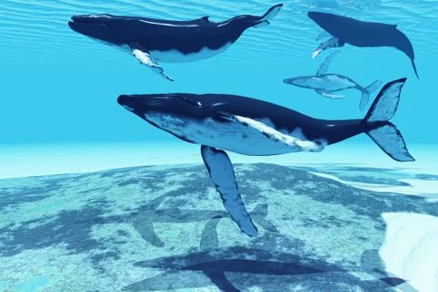 Whale pod Stock Illustration