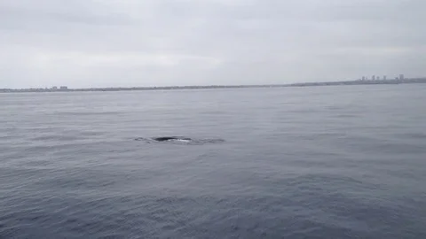 Whale Pops Up in Ocean Stock Footage 75823634