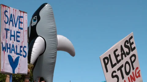 Whale Protest 스톡 동영상 29657765