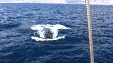 Whale right and under boat Stock Footage