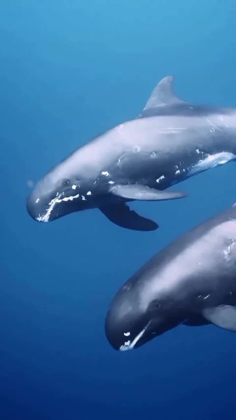 Whale in the sea Stock Footage 319056849