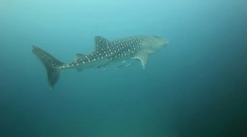 Whale shark 1 Vidéo 10747448