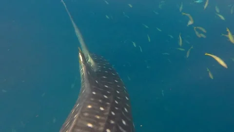 Whale Shark  1 Stock Footage 296938257