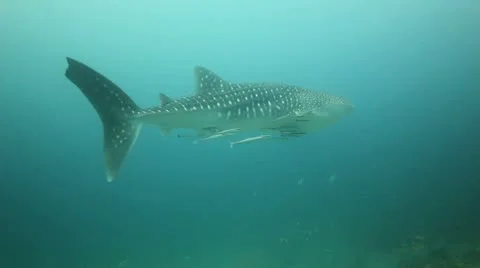 Whale shark 2 Stock Footage