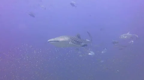 Whale shark 2 Stock Footage 49668836