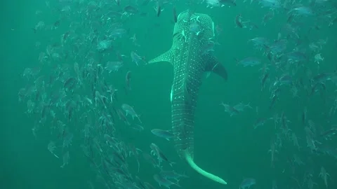 Whale shark from above Stock Footage 135962644