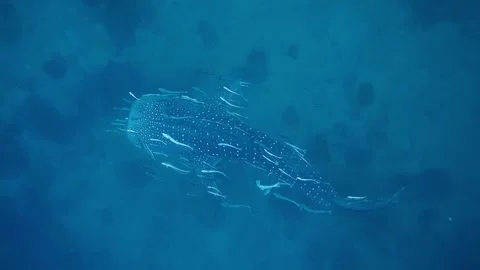 Whale shark from above Stock Footage 239160131