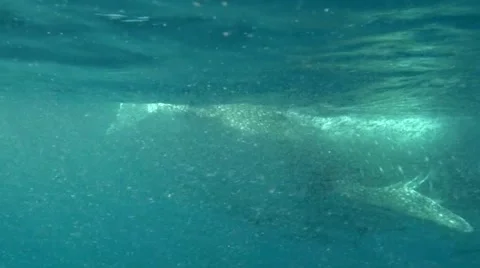 Whale shark actively feeding Stock Footage 45731453
