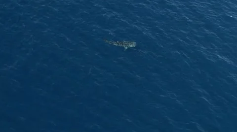 Whale Shark Aerial Stock Footage 54603717