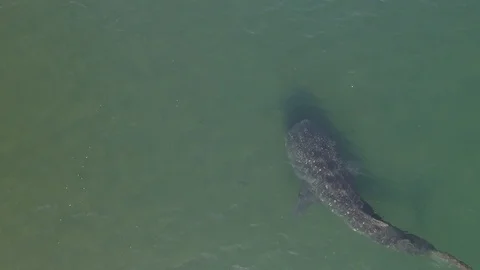 Whale shark aerials Stock Footage 86789340