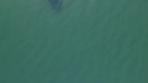 Whale shark aerials 库存影片 86792427
