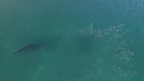 Whale shark aerials 库存影片 86990688
