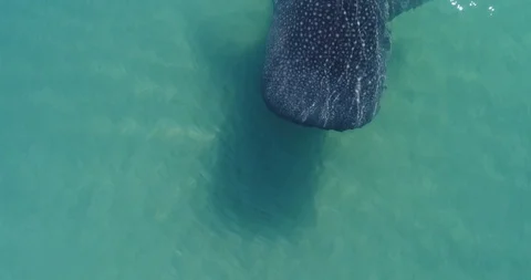 Whale shark aerials Stock Footage 87485458
