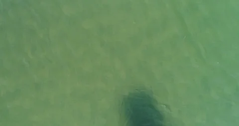 Whale shark aerials Stock Footage 87537237