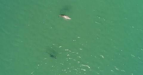 Whale shark aerials 库存影片 87562163